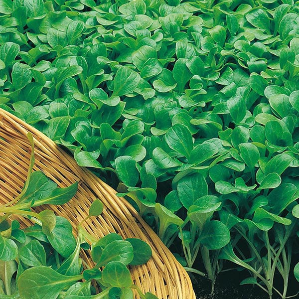 Fothergill's Salad Leaves Easy Seed Collection
