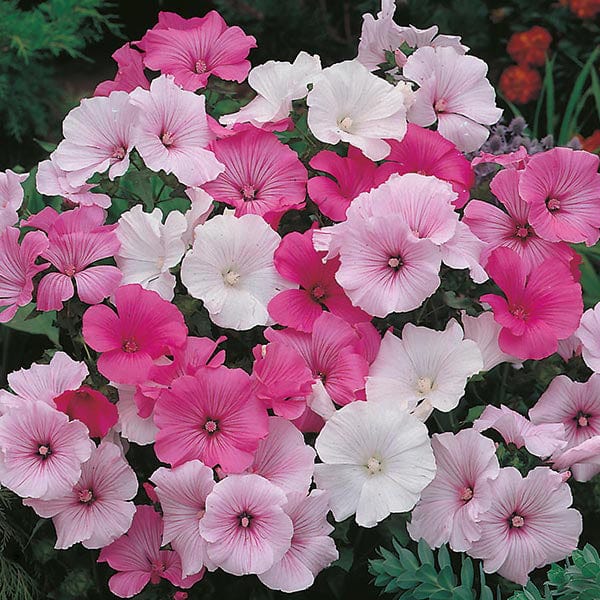 Fothergill's Lavatera Parade Mixed Seeds