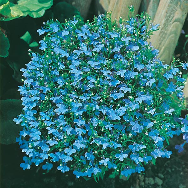 Fothergill's Lobelia Cambridge Blue Seeds