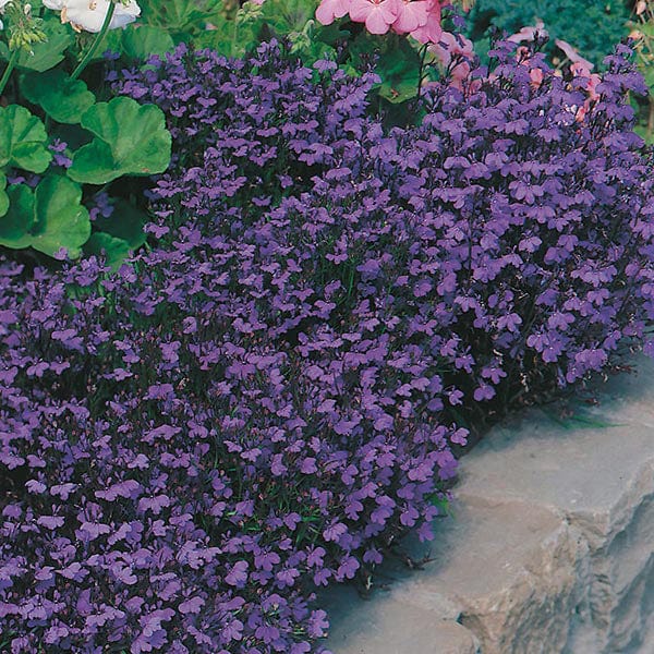 Fothergill's Lobelia Crystal Palace Seeds