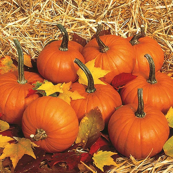 Fothergill's Pumpkin Baby Bear Seeds
