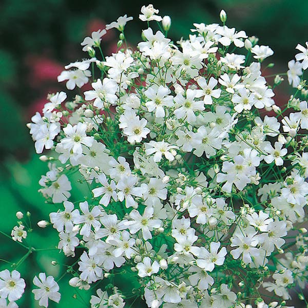 Fothergill's Gypsophila Monarch White Seeds