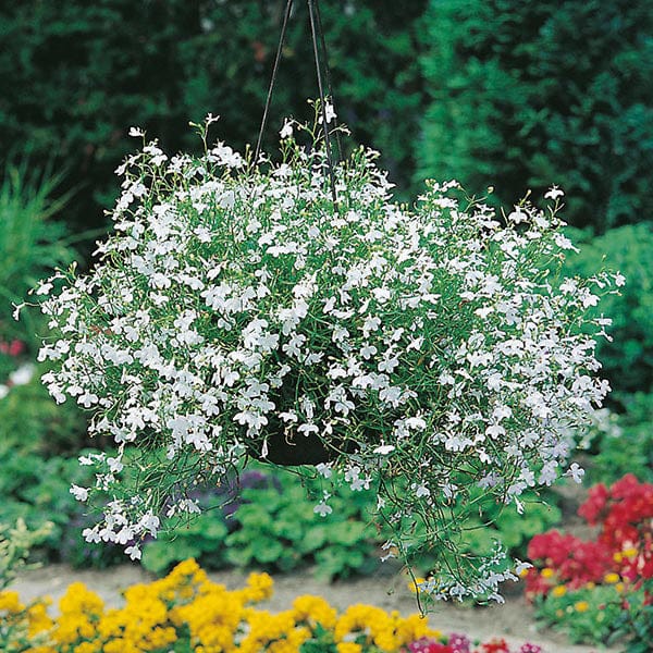 Fothergill's Lobelia White Fountain Seeds