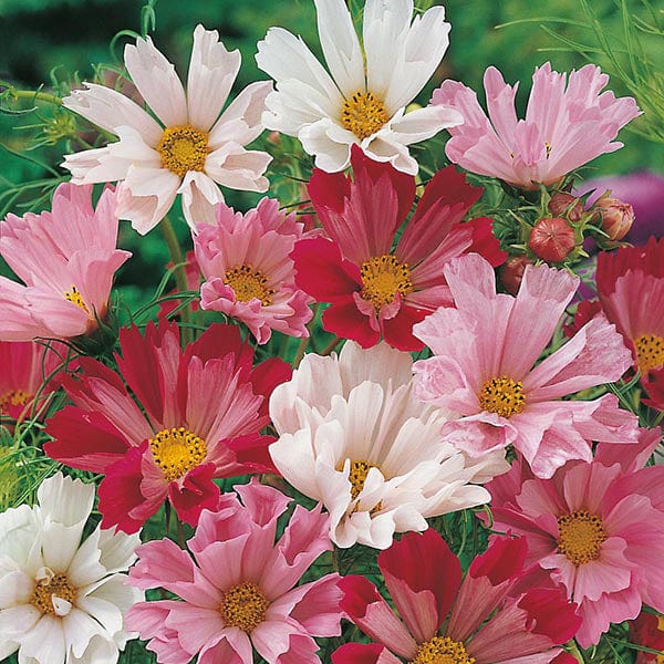 Fothergill's Cosmos Seashells Mixed Seeds