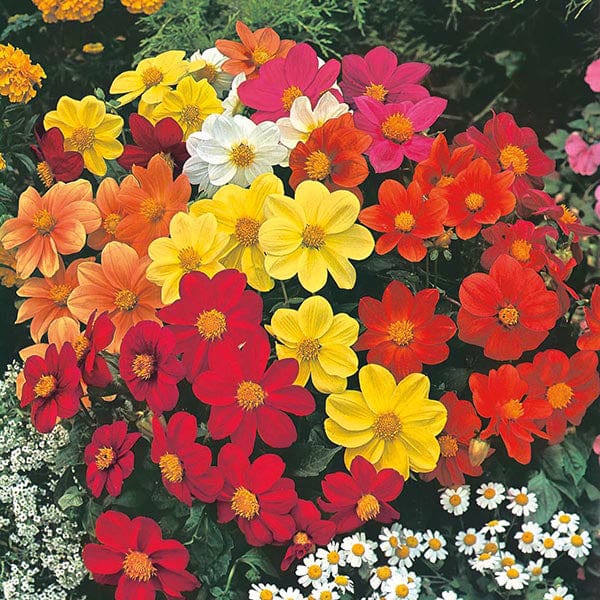 Fothergill's Dahlia Mignon Mixed Seeds