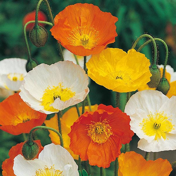 Fothergill's Poppy Iceland Mixed Seeds