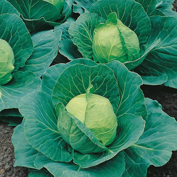 Fothergill's Cabbage Golden Acre Primo II Seeds