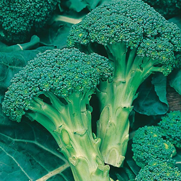 Fothergill's Broccoli Calabrese Green Calabrese Seeds