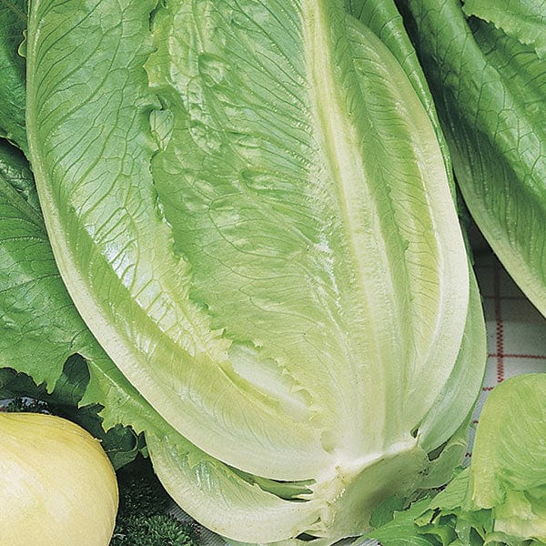 Fothergill's Lettuce Romaine Ballon Seeds