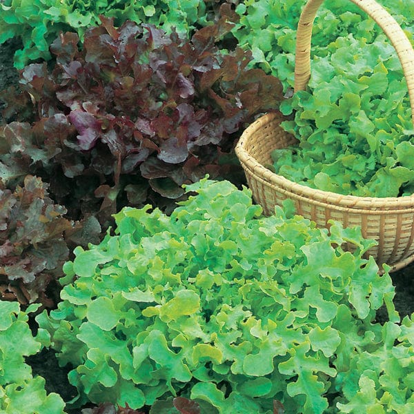Fothergill's Lettuce Red & Green Salad Bowl Mix Seeds