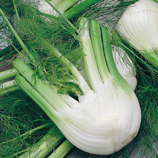 Fothergill's Fennel di Firenze Seeds