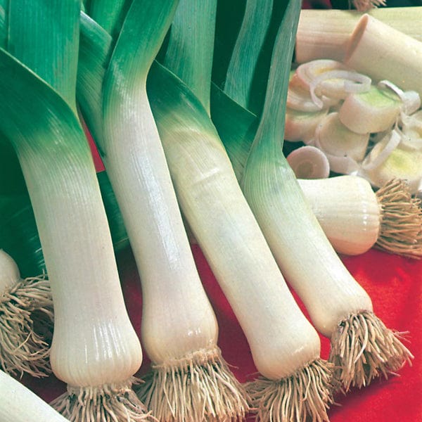 Fothergill's Leek Lyon 2 Prizetaker Seeds