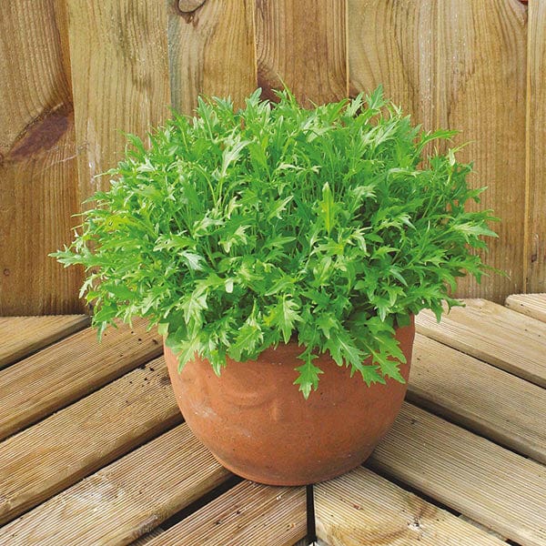 Fothergill's Salad Leaves Mizuna Seeds