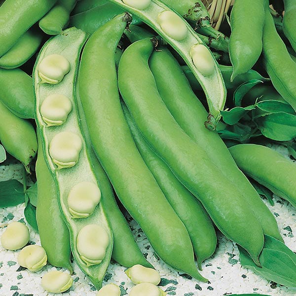 Fothergill's Broad Bean Witkiem Manita Seeds