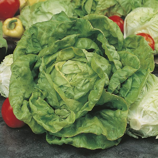 Fothergill's Lettuce All The Year Round Seeds