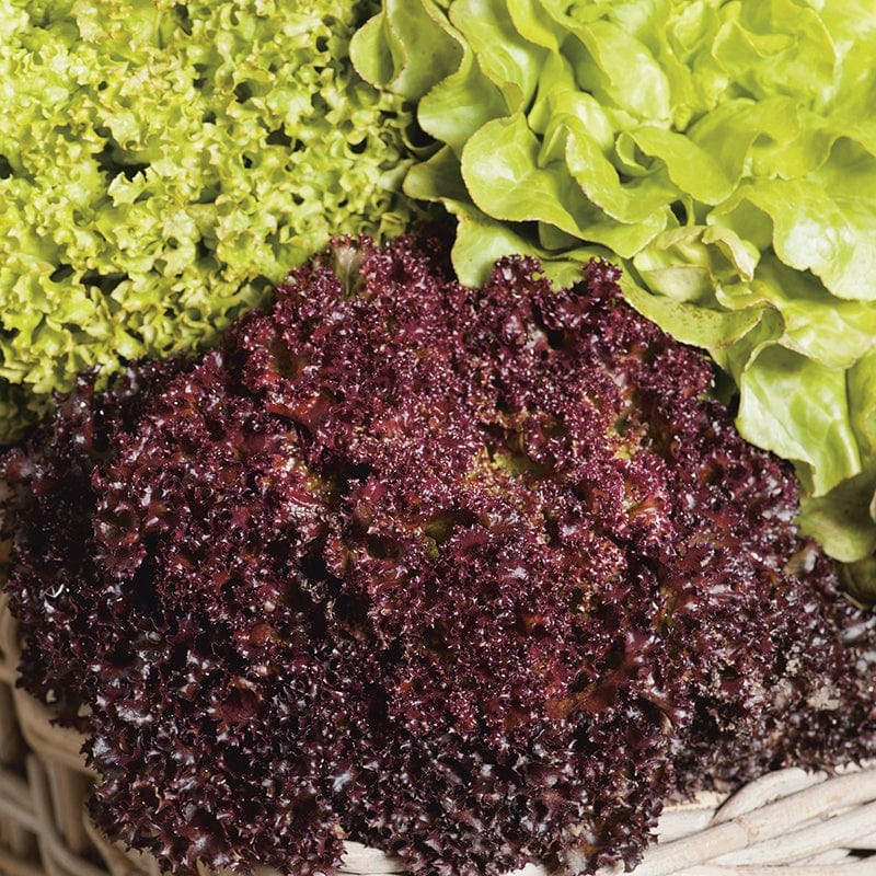 Fothergill's Lettuce Headed Mixed Seeds