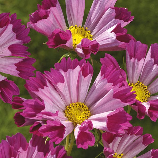 Fothergill's Cosmos Seashells Red Seeds