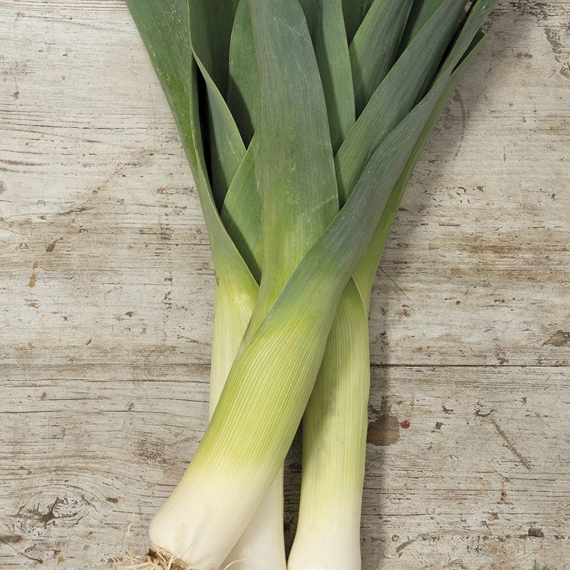 Fothergill's RHS Leek Oarsman F1 Seeds