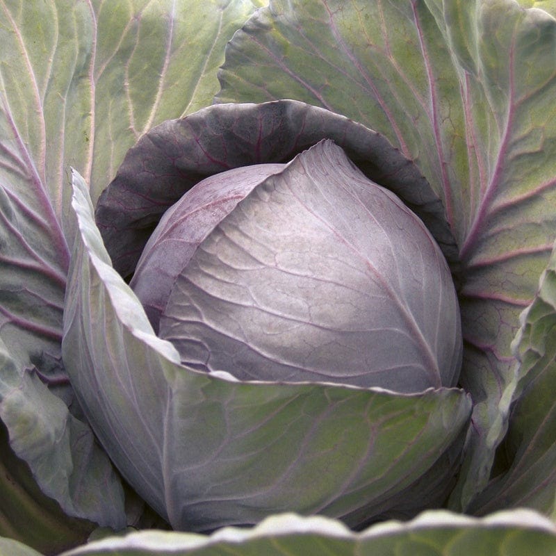 Fothergill's Cabbage Red Romanov F1 Seeds