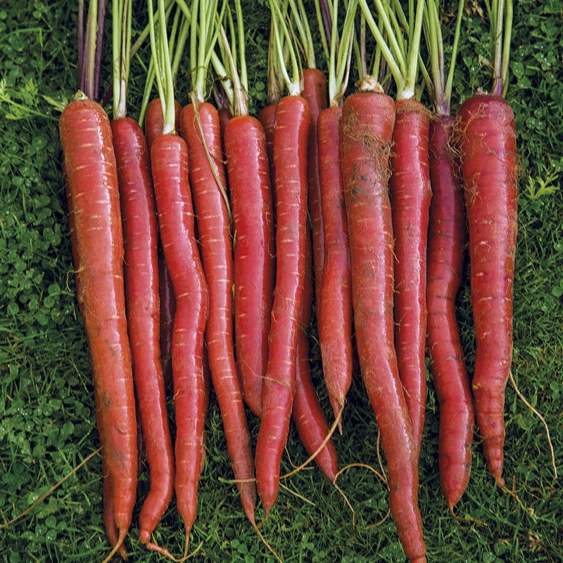 Fothergill's Carrot Malbec F1 Seeds
