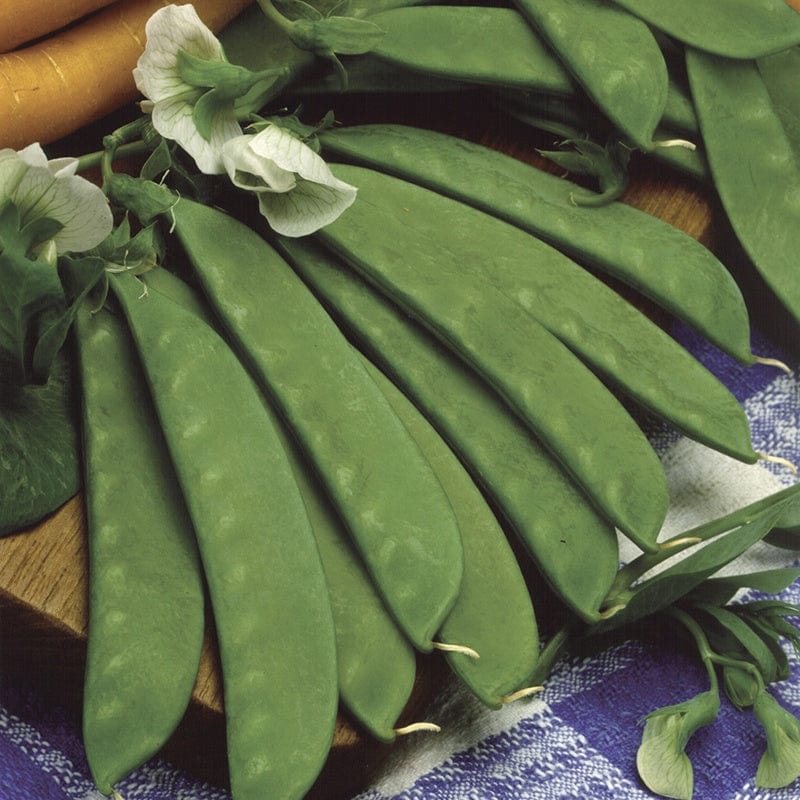 Fothergill's Pea Mangetout Sweet Sahara Seeds