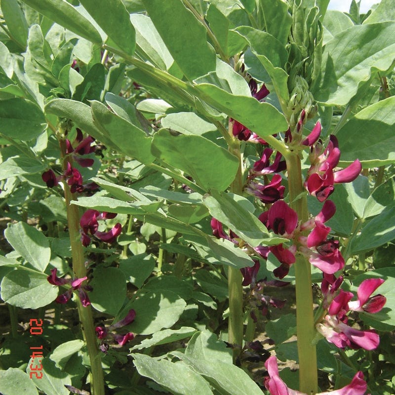 Fothergill's Broad Bean Crimson Flowered Vegetable Seeds