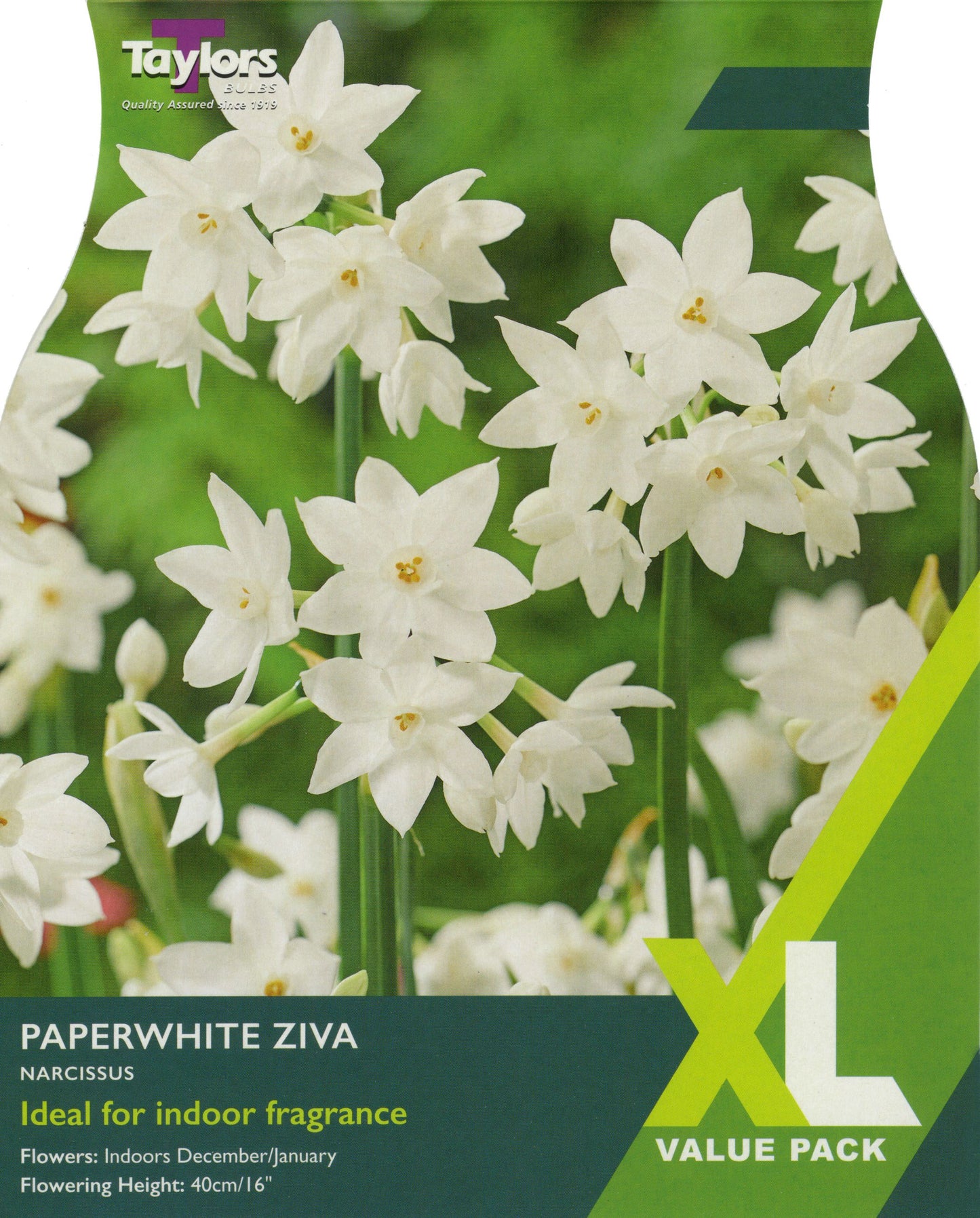 XL Value Pack Narcissus Paperwhite Ziva