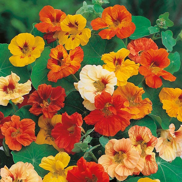 Fothergill's Nasturtium Jewel Mixed Seeds