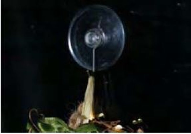 Noma Christmas Medium Suction Cup Holders