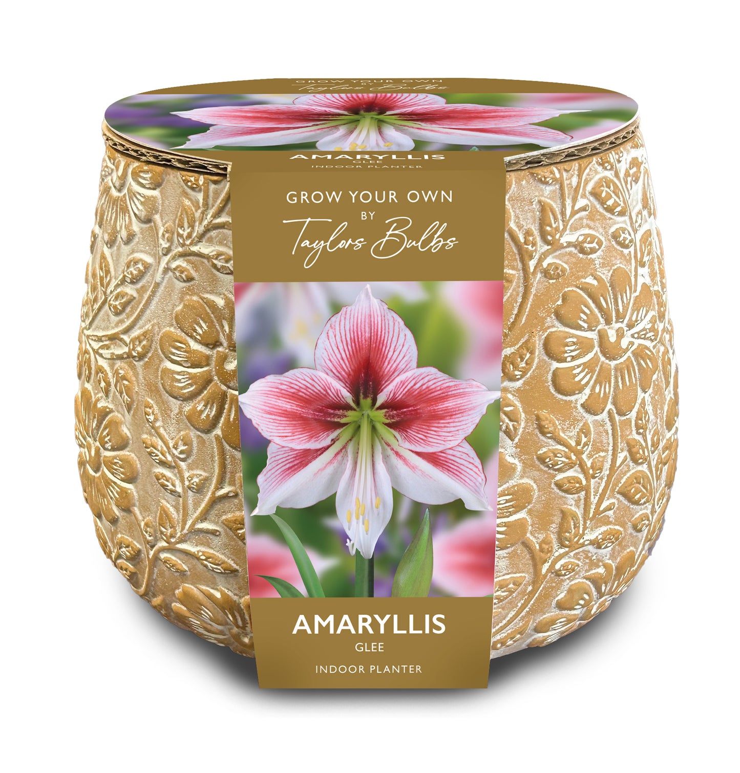 Taylors Bulbs - Embossed Teracotta Amaryllis Planter