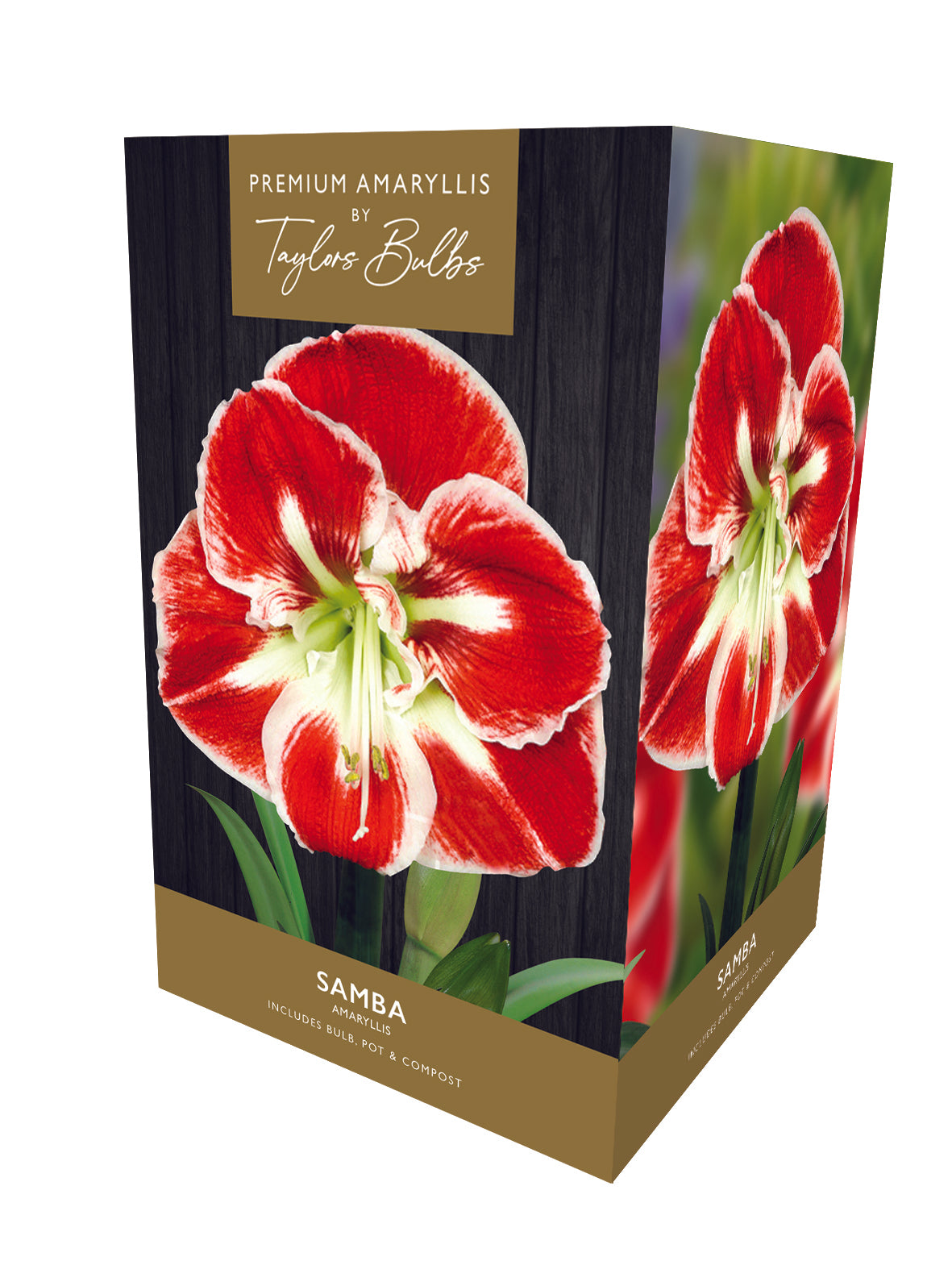 Taylors Bulbs Premium Samba Amaryllis 1-Bulb