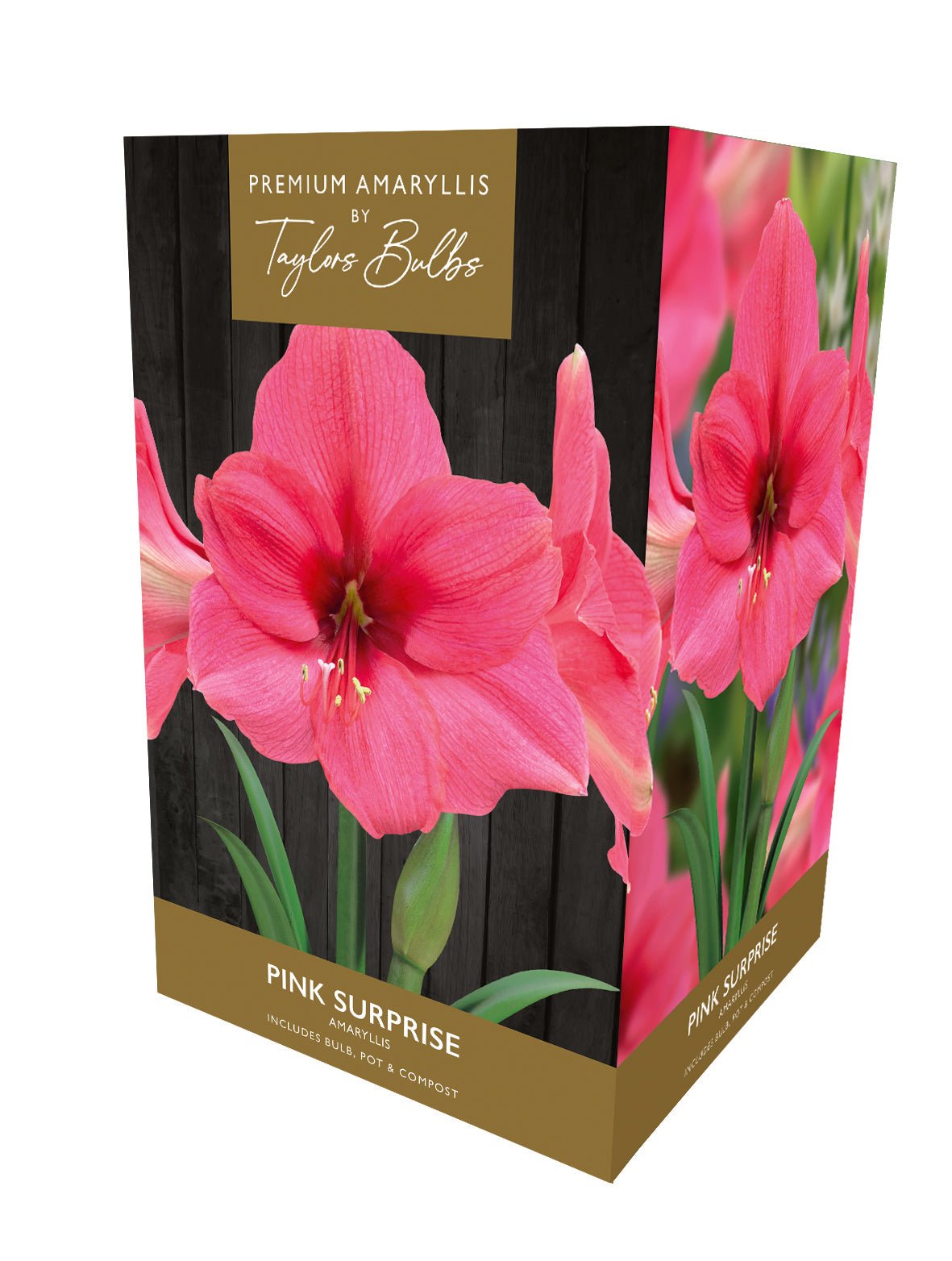 Taylors Bulbs Premium Amaryllis Pink Surprise retail gift box showing an image of a large, radiant hot pink trumpet-shaped amaryllis flower on a sturdy stem.