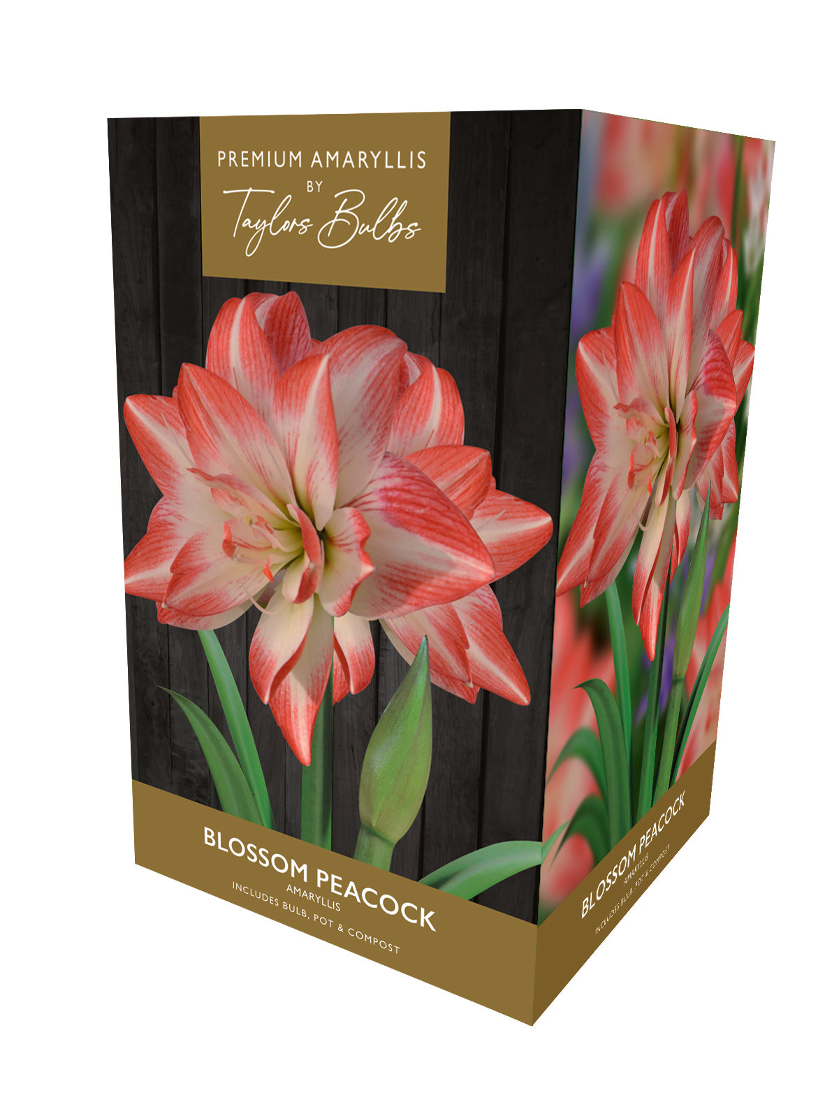 AMARYLLIS BLOSSOM PEACOCK