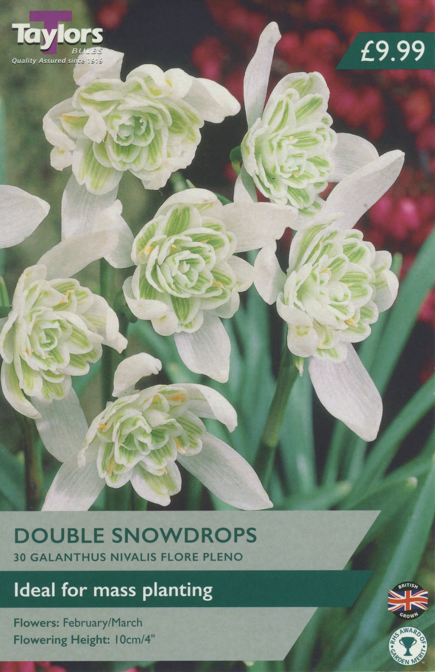 Value Pack Double Snowdrops