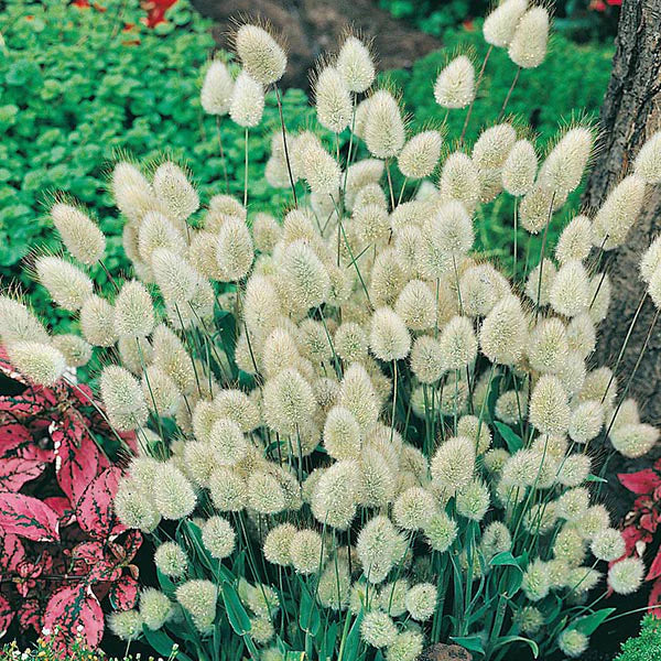 Fothergill's Bunny Tail Grass Seeds