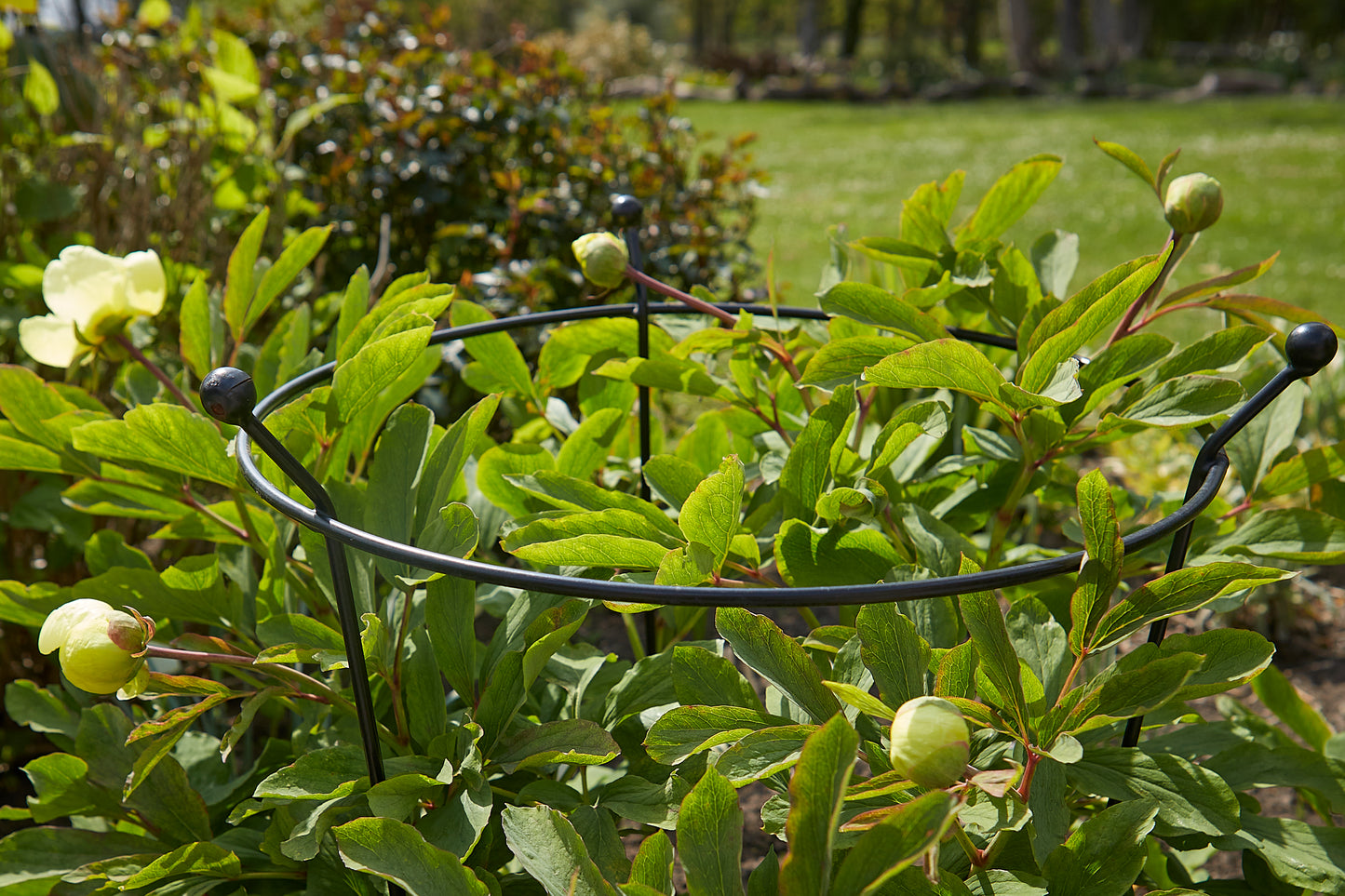 Tom Chambers Cottage Garden Ring Small