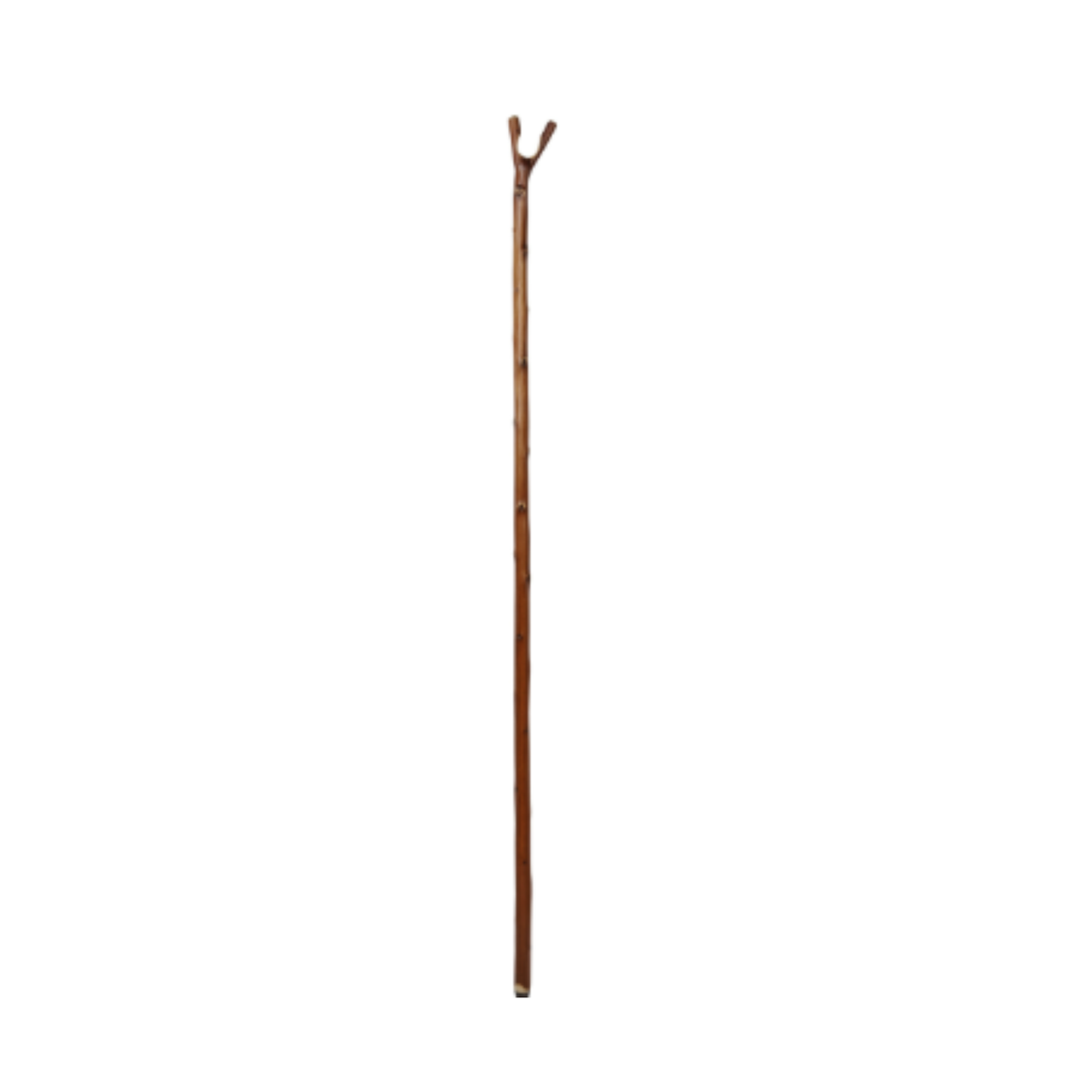 Charles Buyers rustic natural chestnut wooden walking stick featuring a carved thumb notch V-handle and protective metal tip