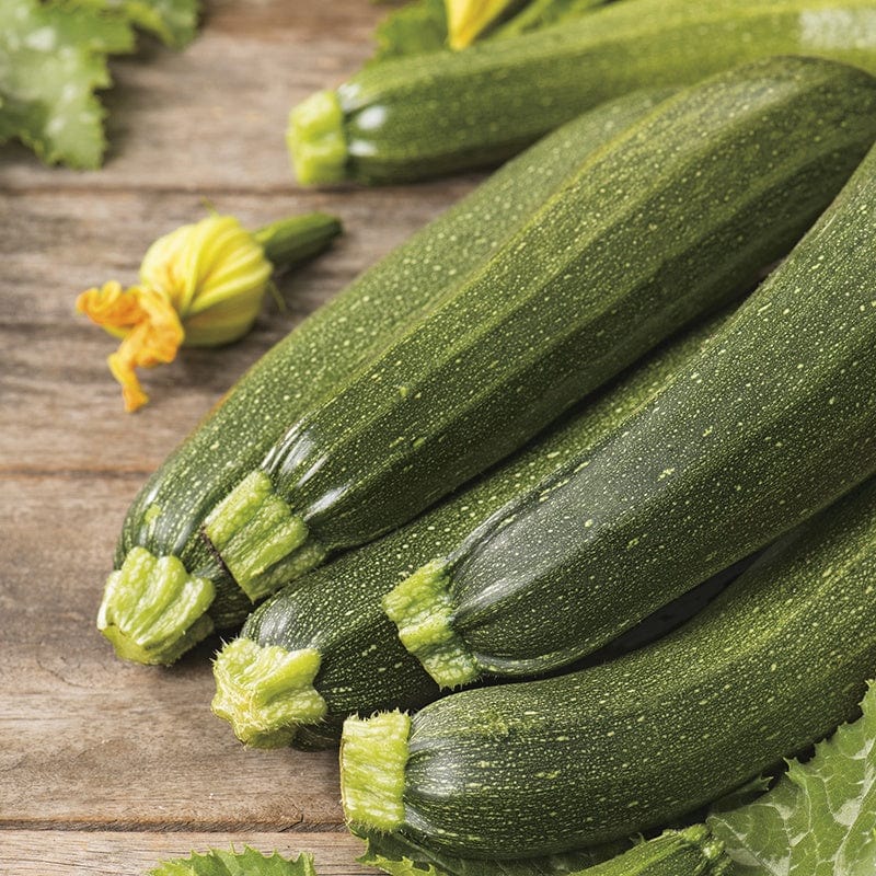 Fothergill's RHS Courgette Defender F1 Seeds