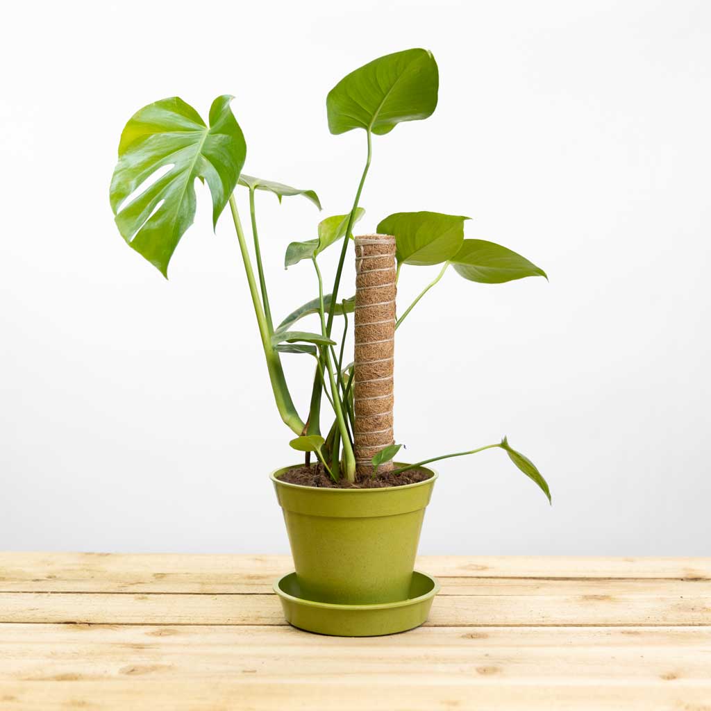 Grower's Choice Coir Climbing Poles (Houseplant support)