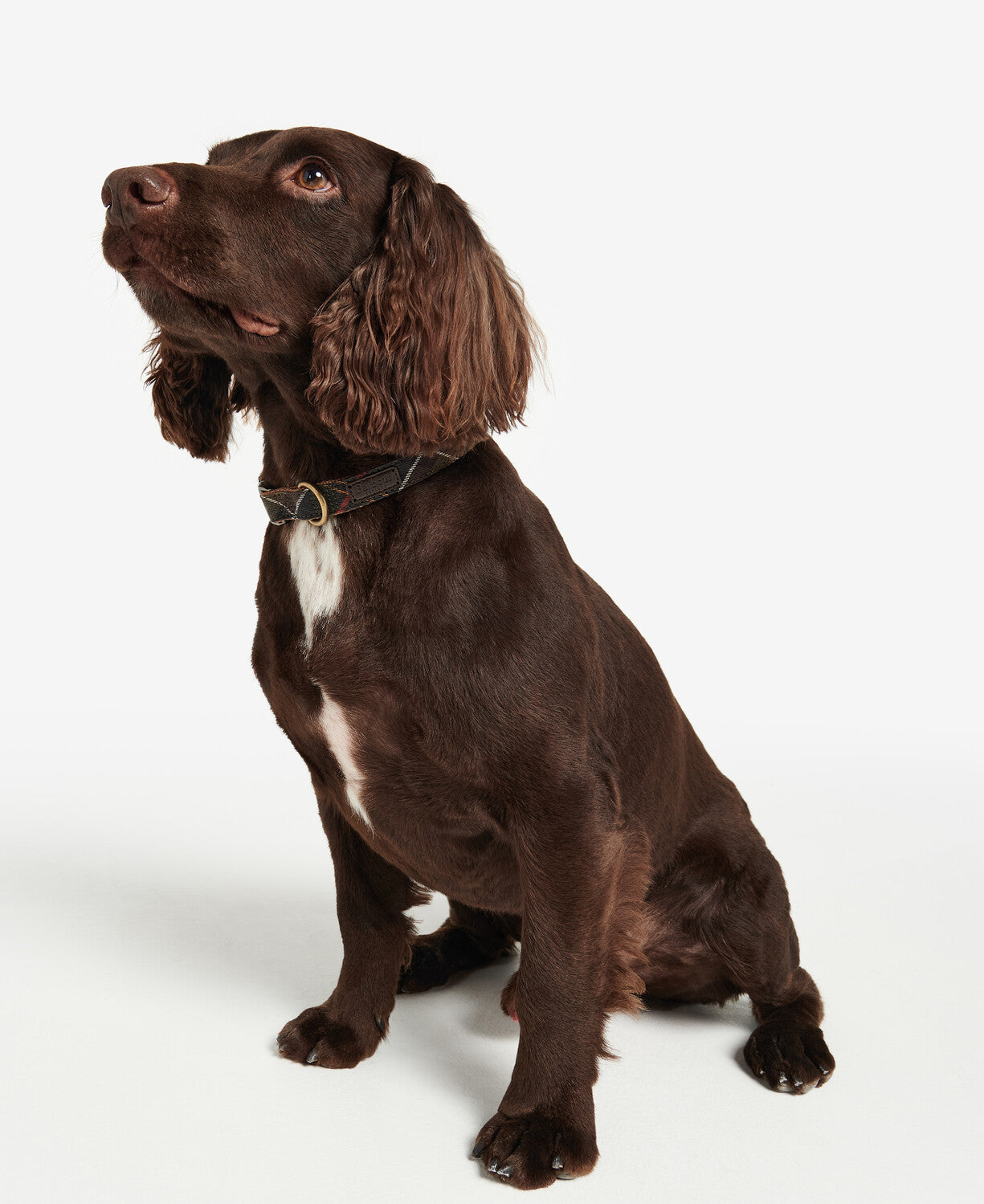 Barbour Tartan Webbing Dog Collar