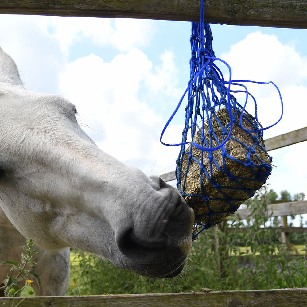 Equilibrium Munch Net