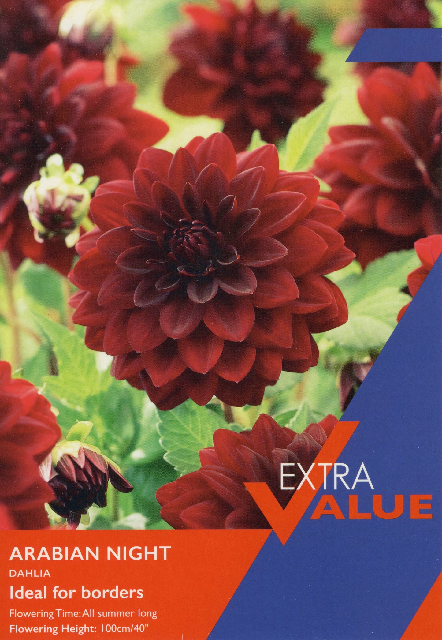Taylors Bulbs Arabian Night Dahlia - Extra Value Pack