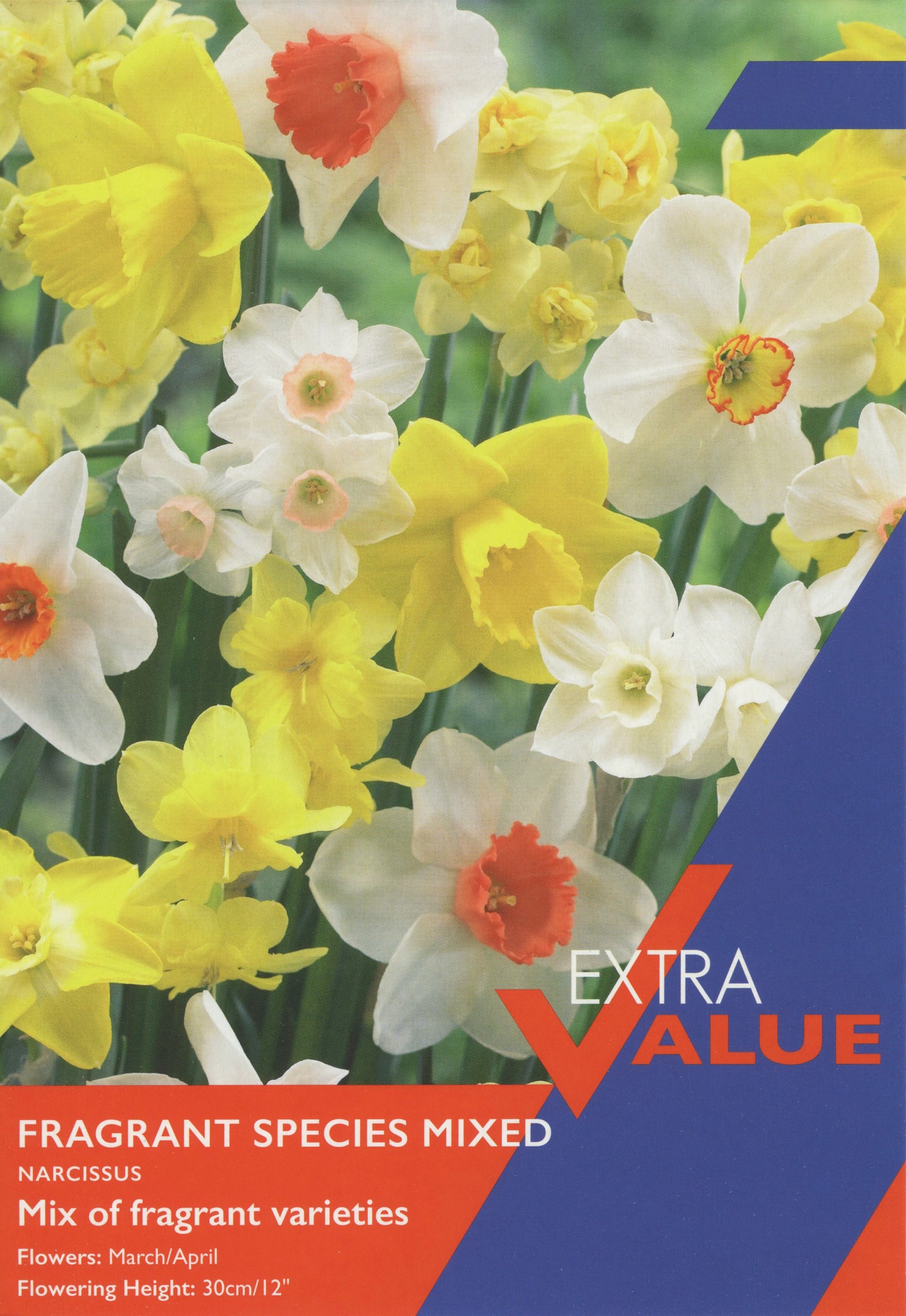 Taylors Bulbs Extra Value Narcissi Fragrant Species Mixed