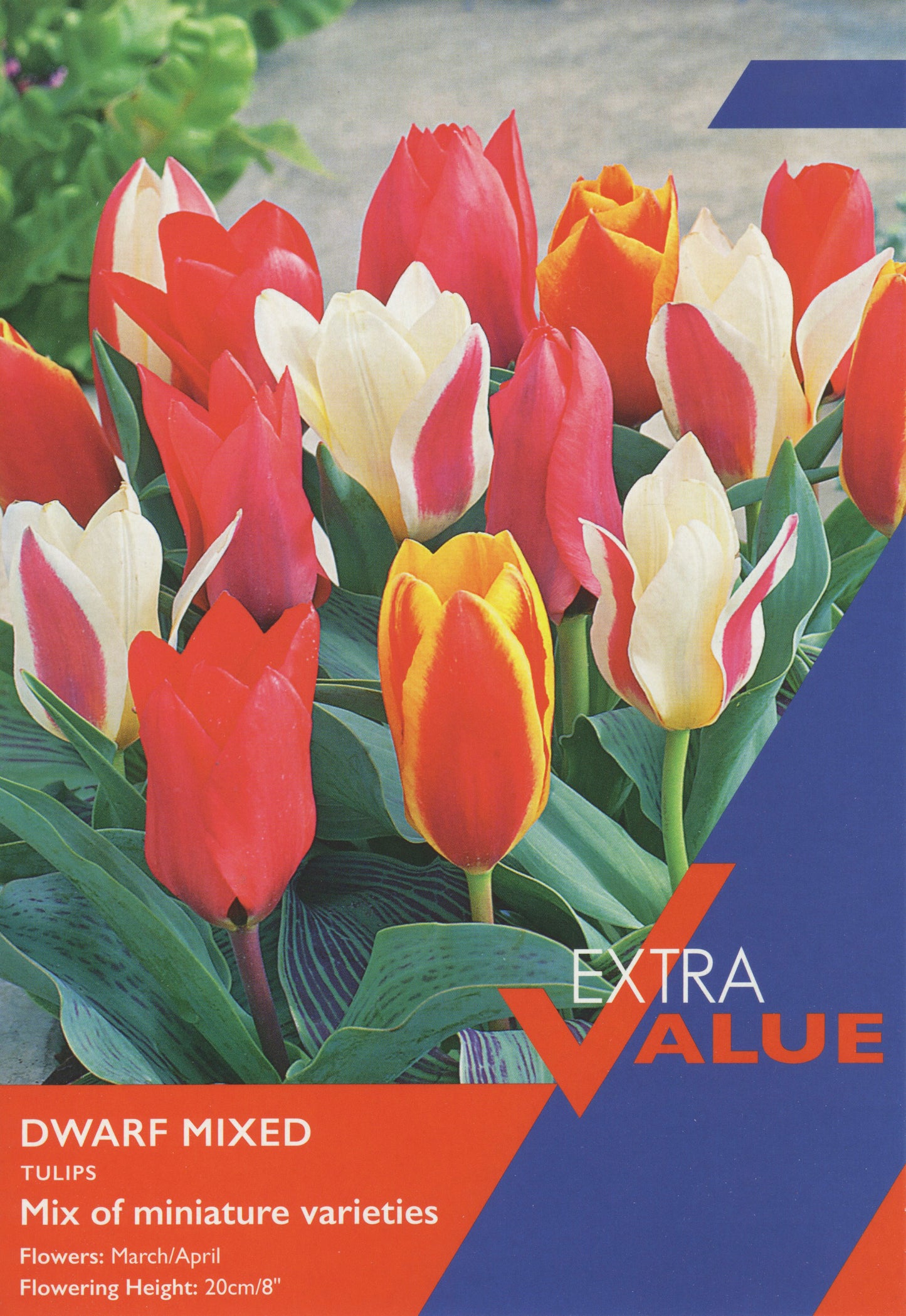 Taylors Bulbs Extra Value Tulip Dwarf Mixed