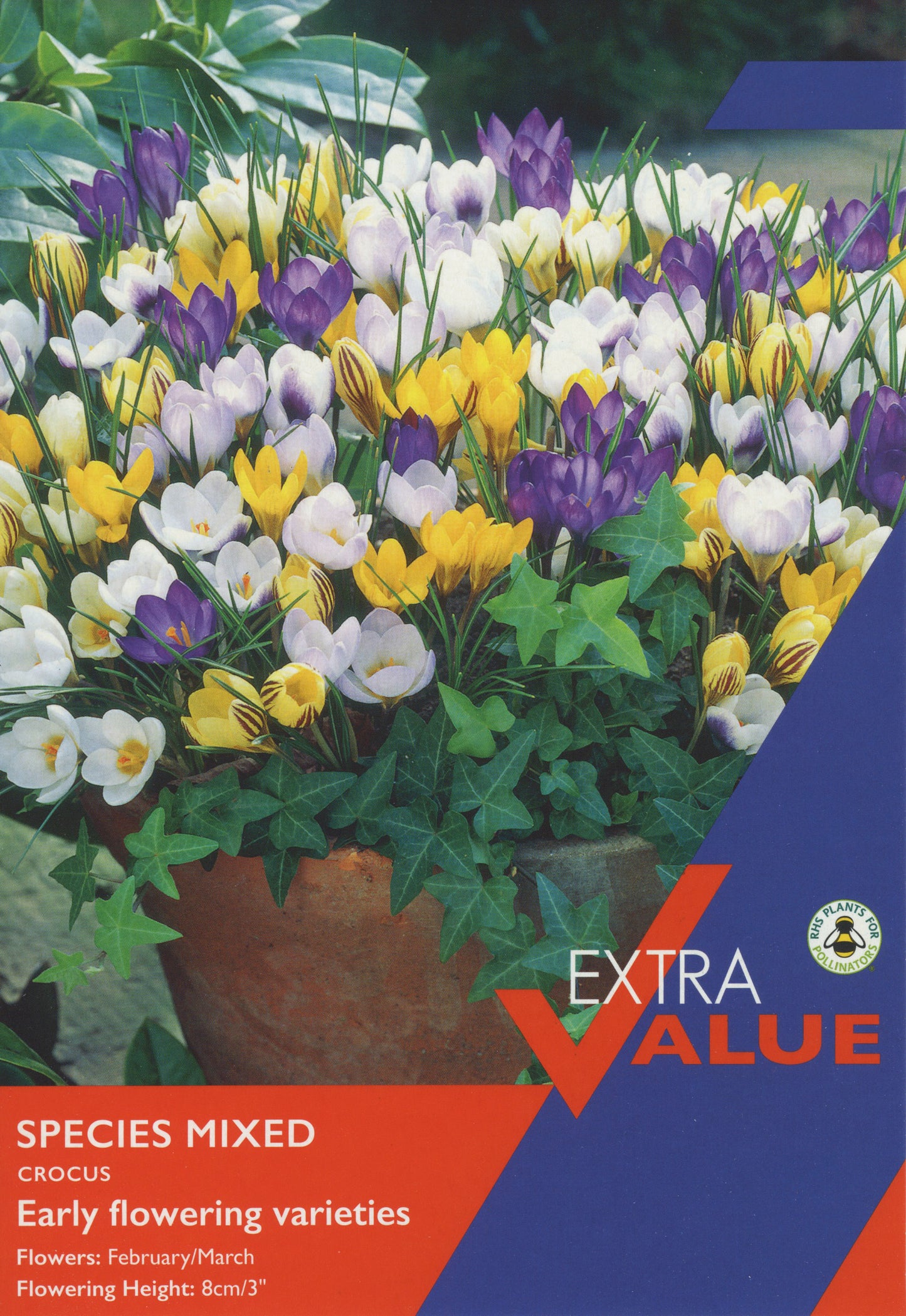 Taylors Bulbs Extra Value Mixed Species Crocus