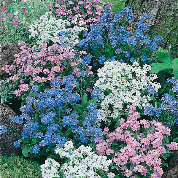 Fothergill's Forget Me Not Mixed Seeds