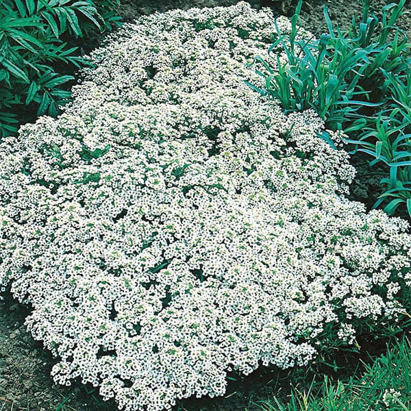 Fothergill's Alyssum Snow Cloth Seeds