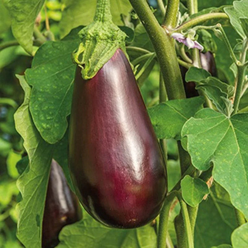 Fothergill's Aubergine Black Beauty Seeds