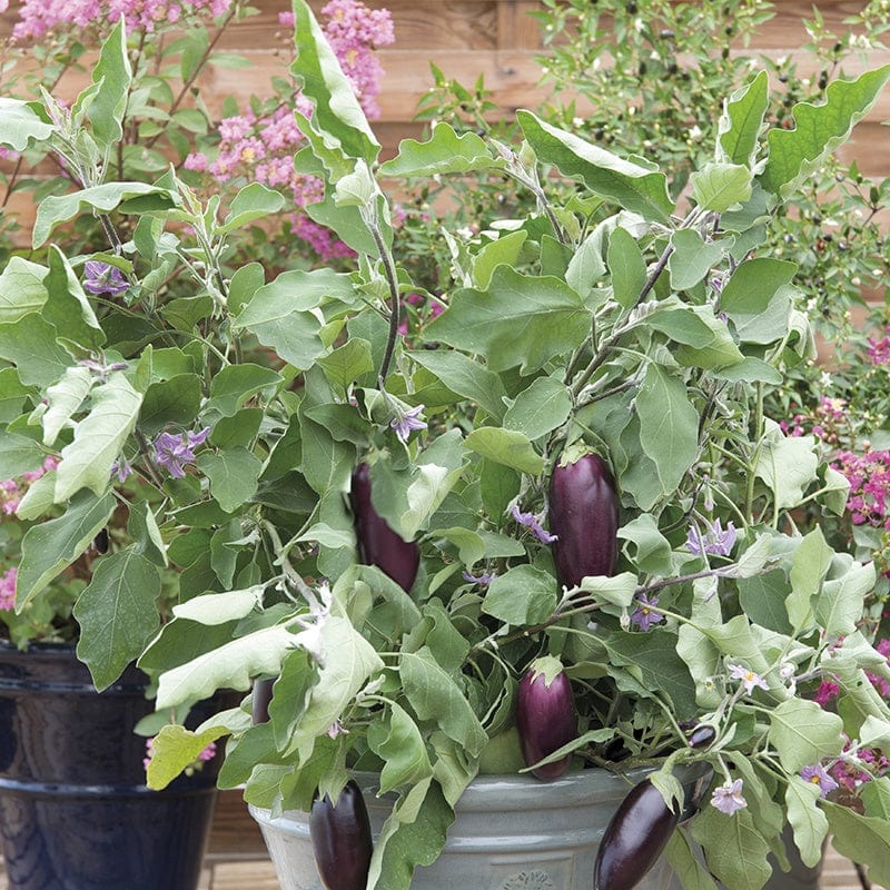 Fothergill's Aubergine Jewel Jet F1 Seeds