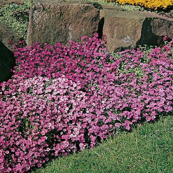 Fothergill's Aubrieta Large Flowered Mixed